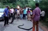 Huge king cobra rescued, released in Charmadi Ghat